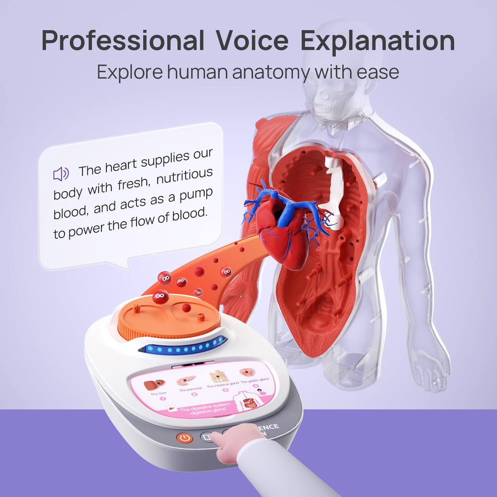 Science Can 11-Inch Talking Human Body Anatomy Model