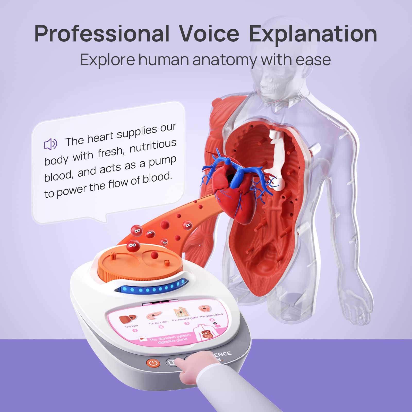 Science Can 11-Inch Talking Human Body Anatomy Model