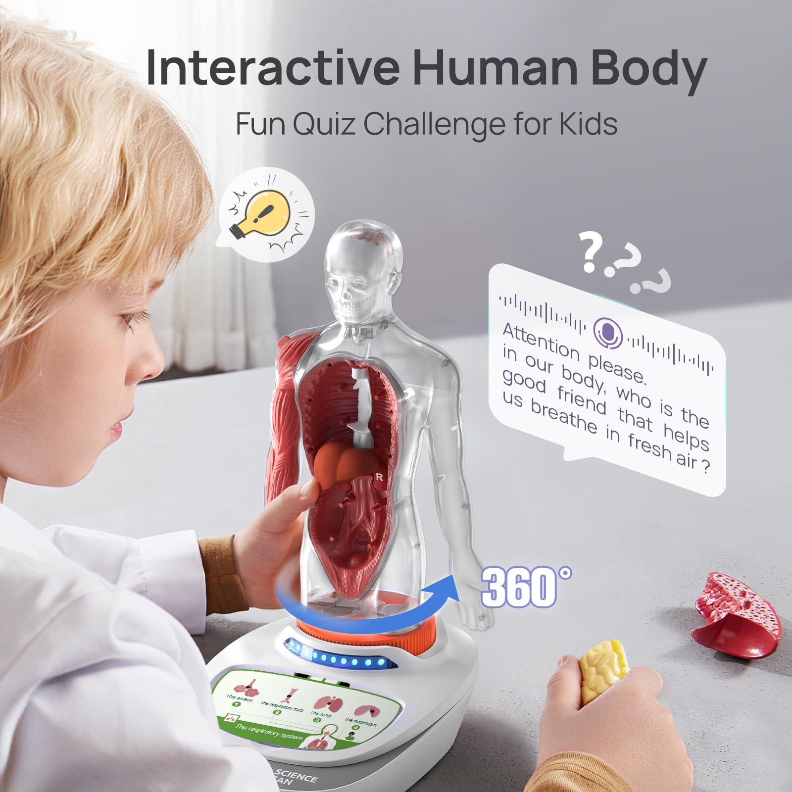Science Can 11-Inch Talking Human Body Anatomy Model