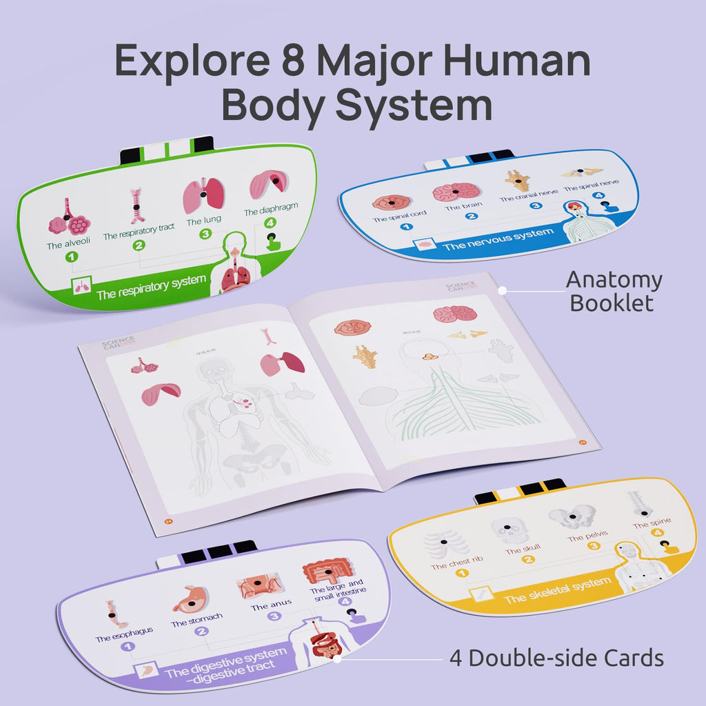Science Can 11-Inch Talking Human Body Anatomy Model