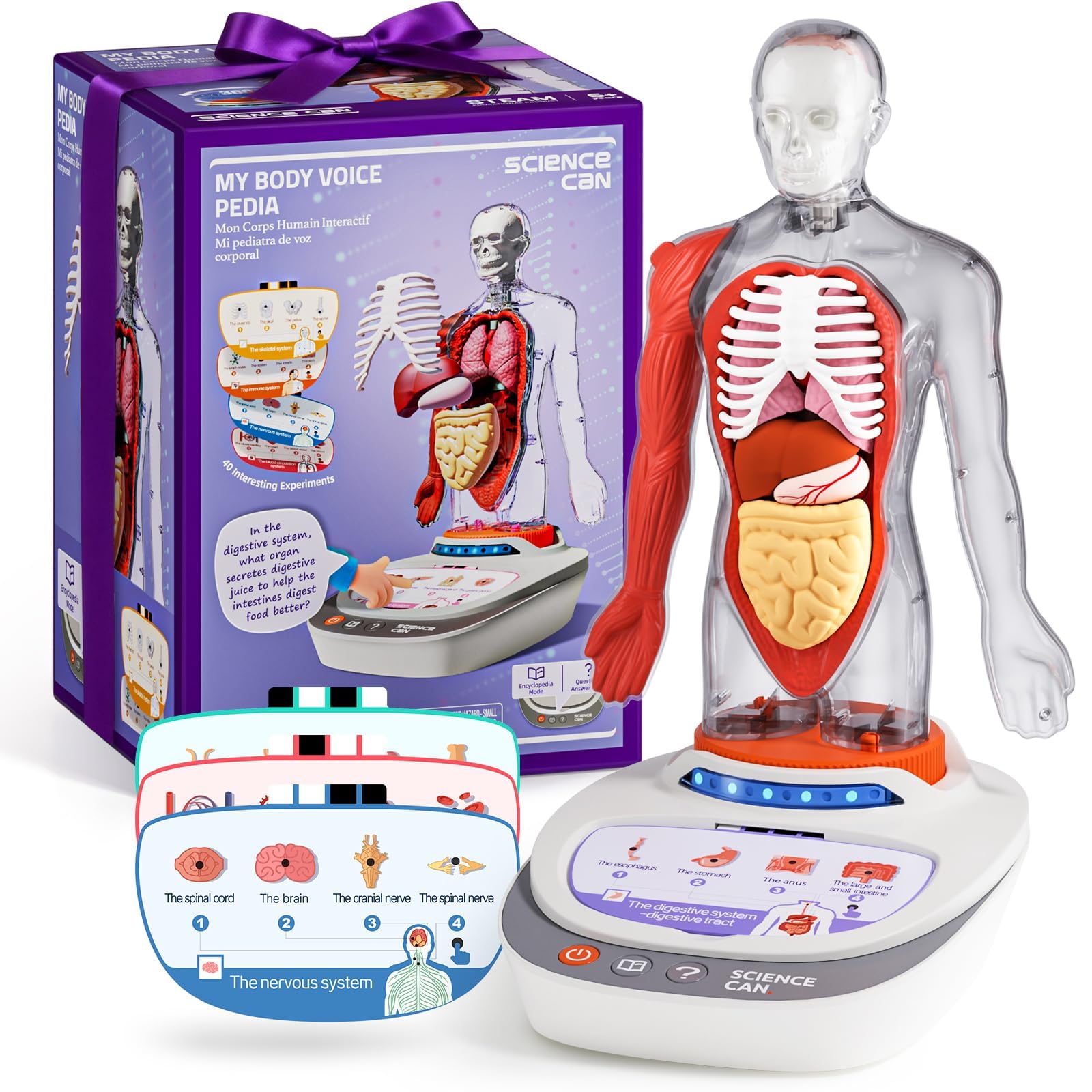Science Can 11-Inch Talking Human Body Anatomy Model