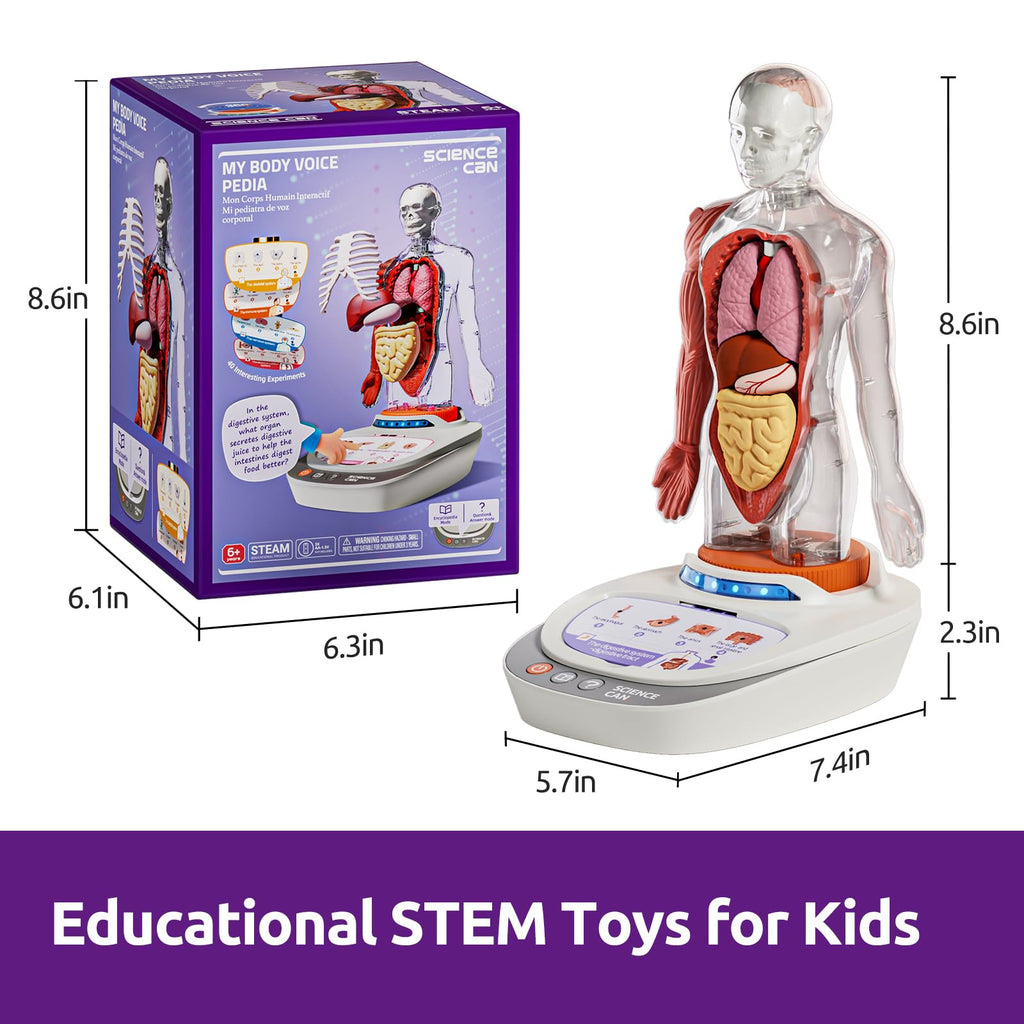 Science Can 11-Inch Talking Human Body Anatomy Model