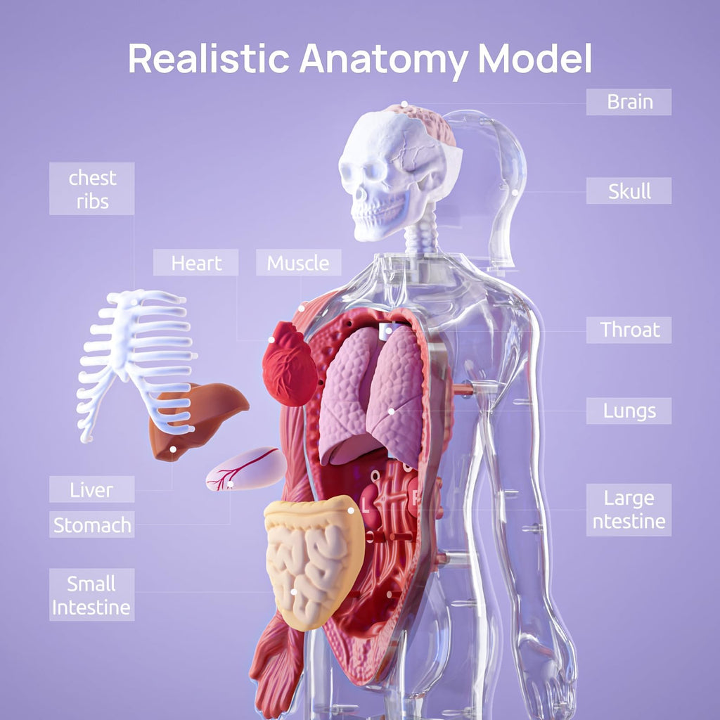Science Can 11-Inch Talking Human Body Anatomy Model